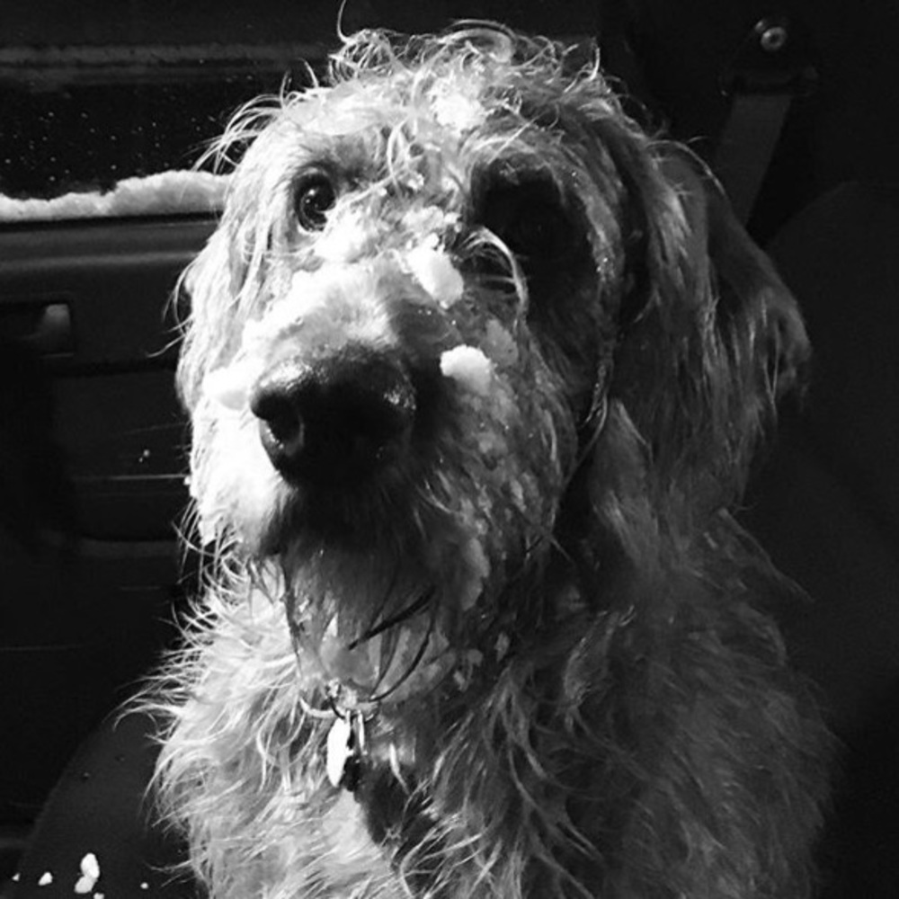 Meet your Posher, Annie